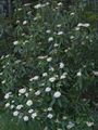 Viburnum rhitidophyllum-4 Kalina sztywnolistna